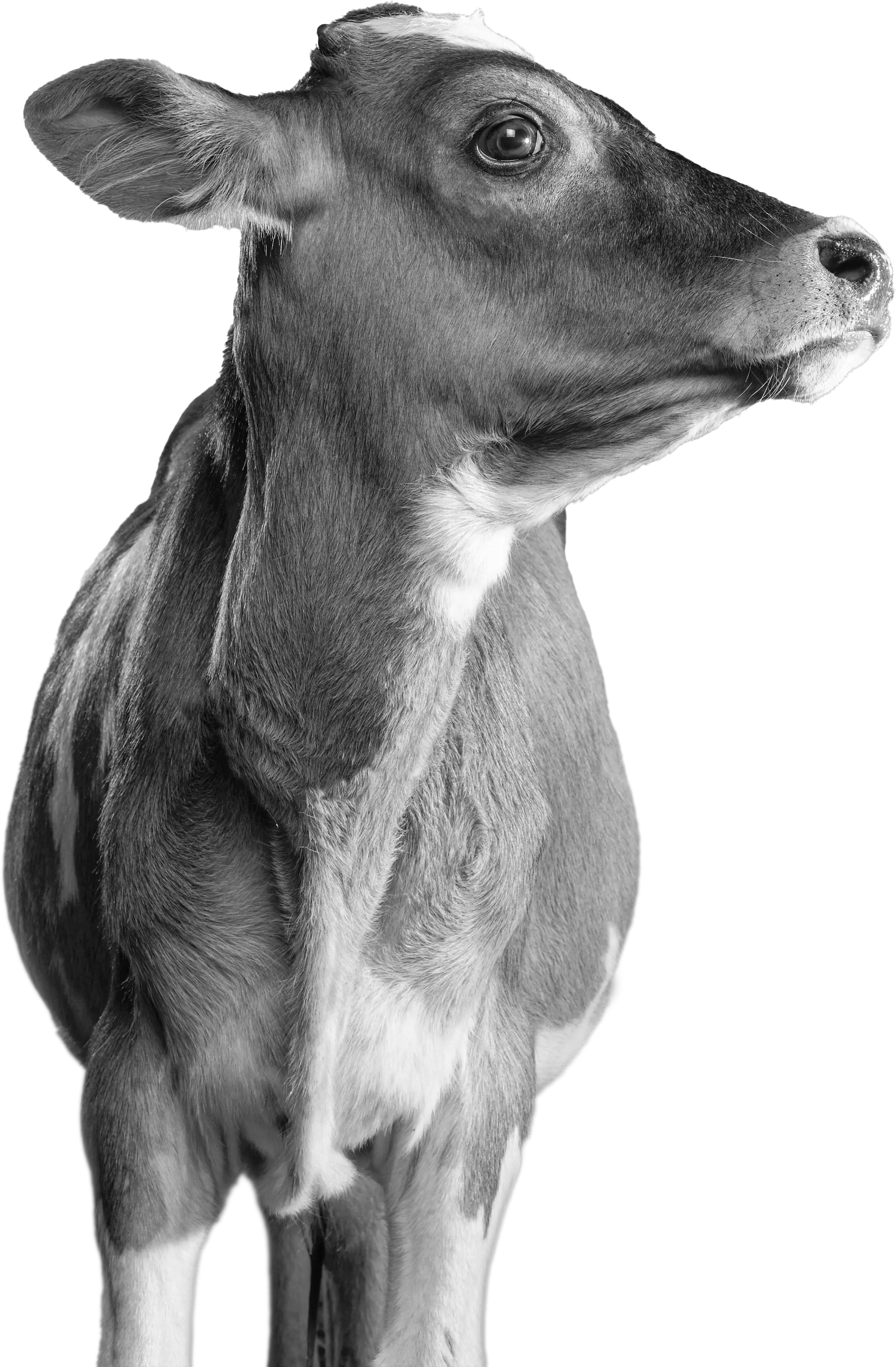 cow image